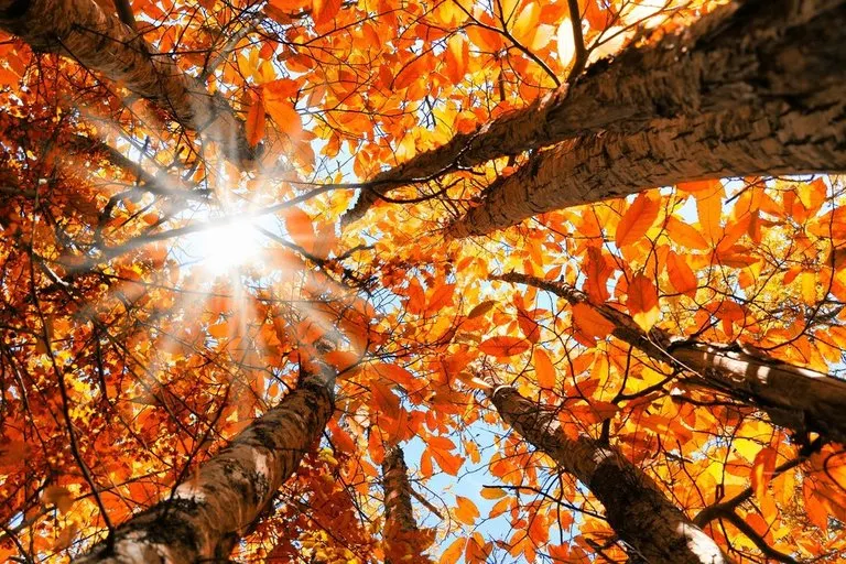 Previziunile meteorologilor pentru Timiș. Cât mai ține vremea caldă