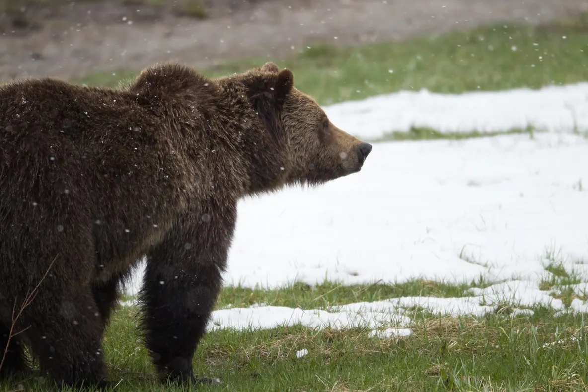 2 februarie, Ziua Ursului. Se așteaptă vești de la Grădina Zoologică