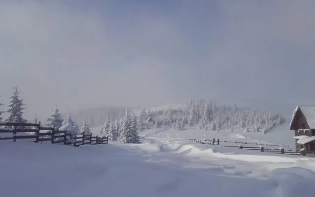 Cod portocaliu la munte, primăvară la câmpie