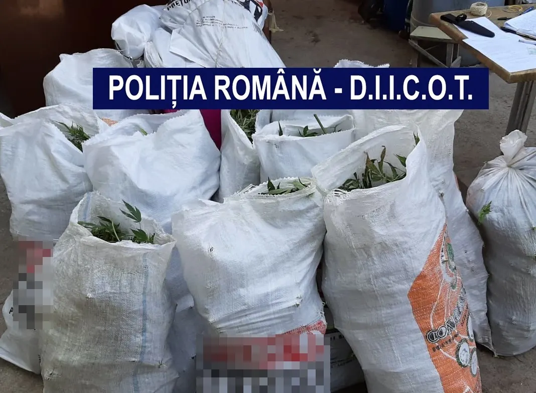 Percheziții în Timiș la traficanții de droguri