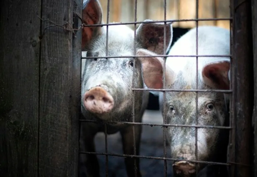 Femeie din Timiș cercetată penal după ce a îngropat 30 de porci