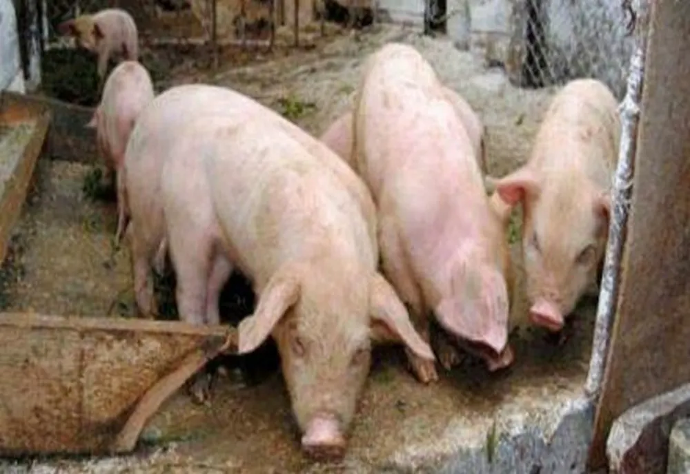 Timișul are cele mai multe focare active de pestă porcină din țară