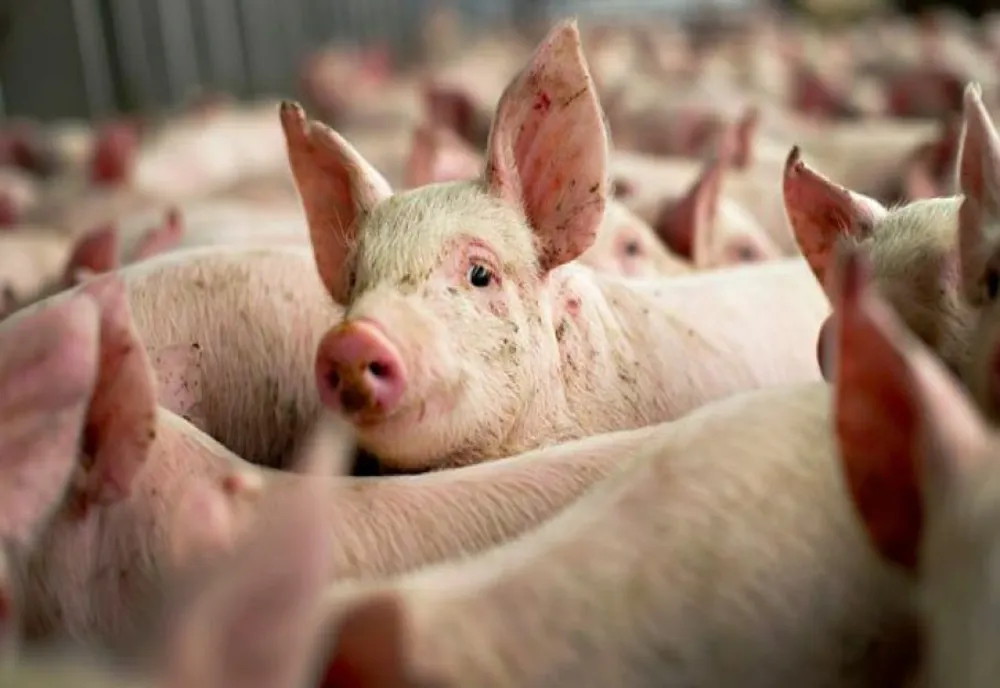 Pestă porcină în Timiș: focar stins, animale salvate