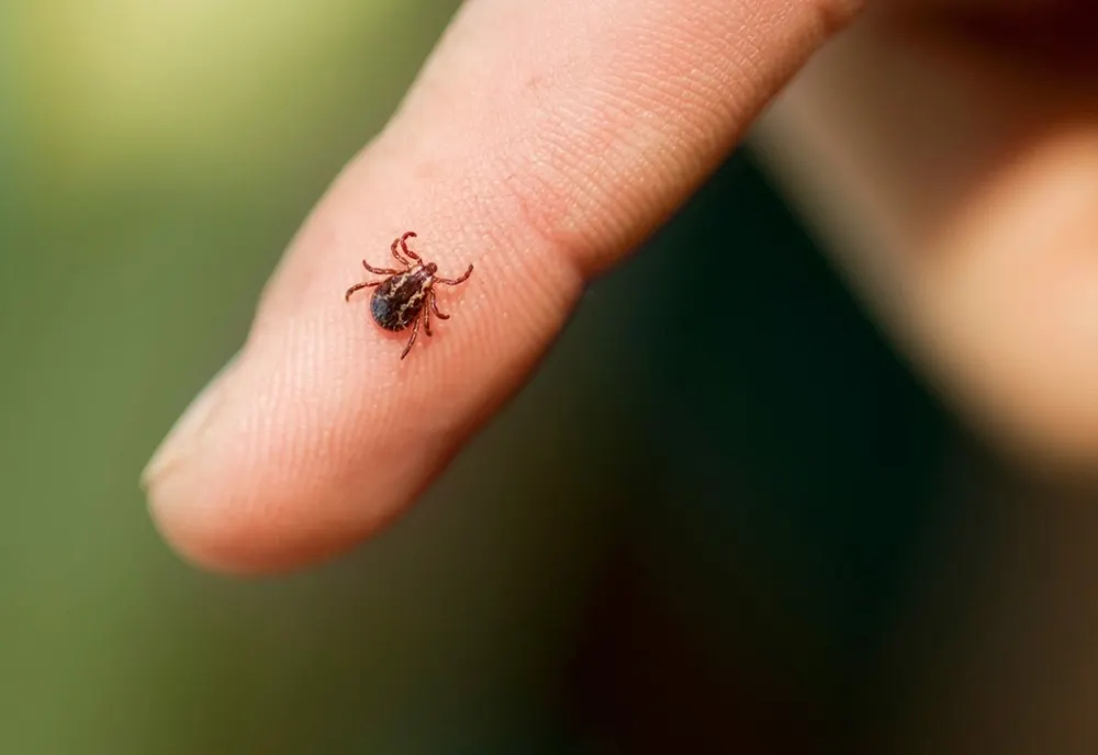 Aproape 20 de persoane, muşcate de căpuşe în ultimele două săptămâni