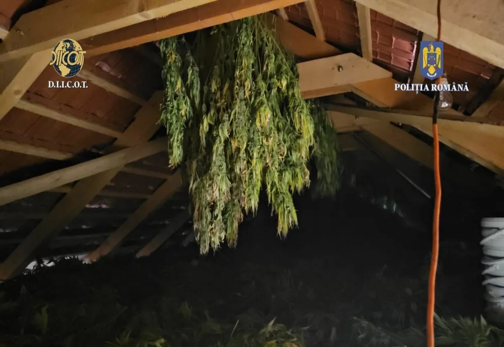 Fabrică de droguri, descoperită de procurorii DIICOT, în Timiș