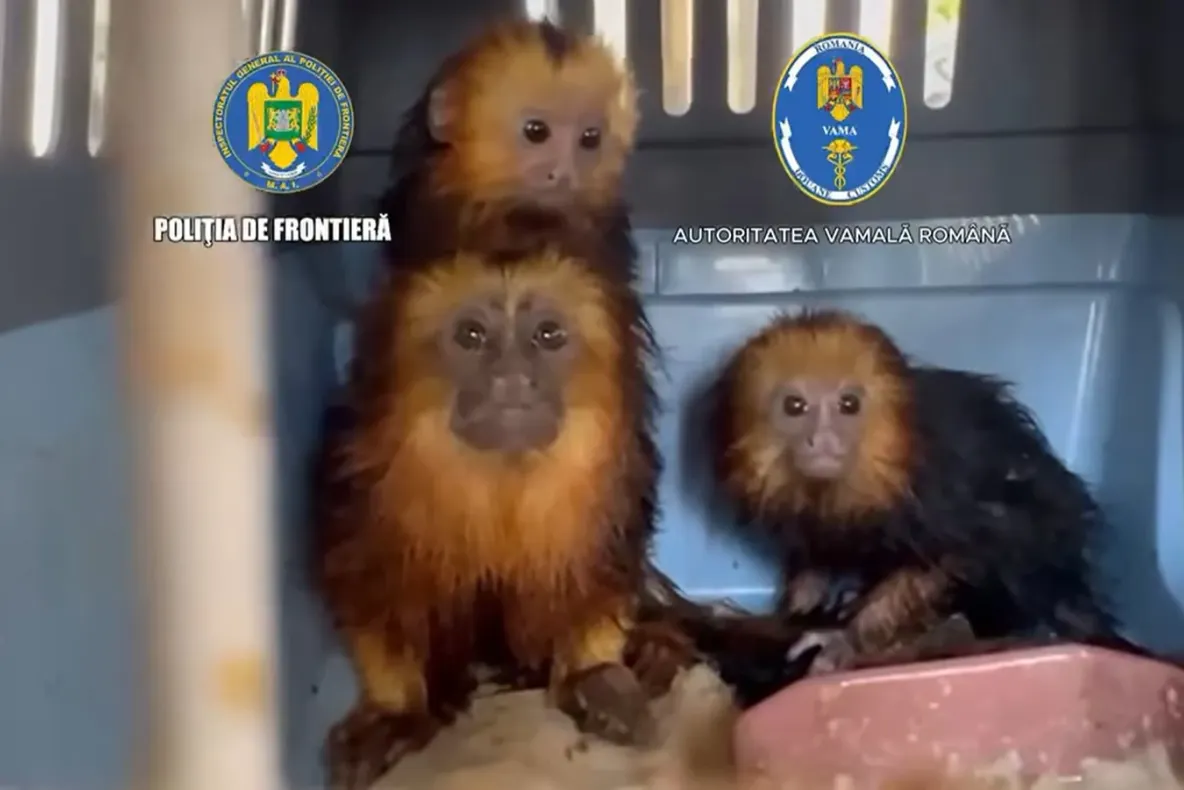 Patru maimuţe transportate fără documente legale, descoperite la Vama Moraviţa