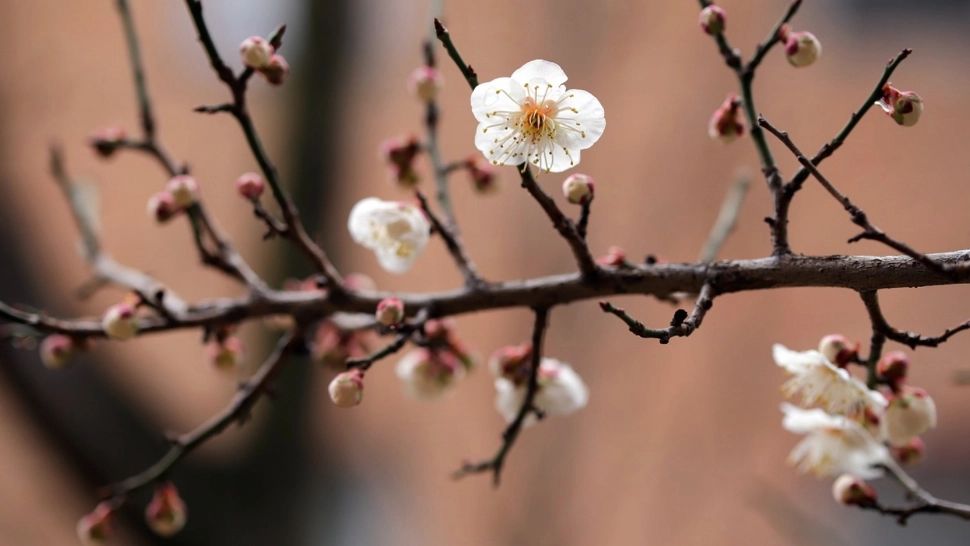 Vești bune de la ANM: Temperaturi apropiate de normalul acestei perioade