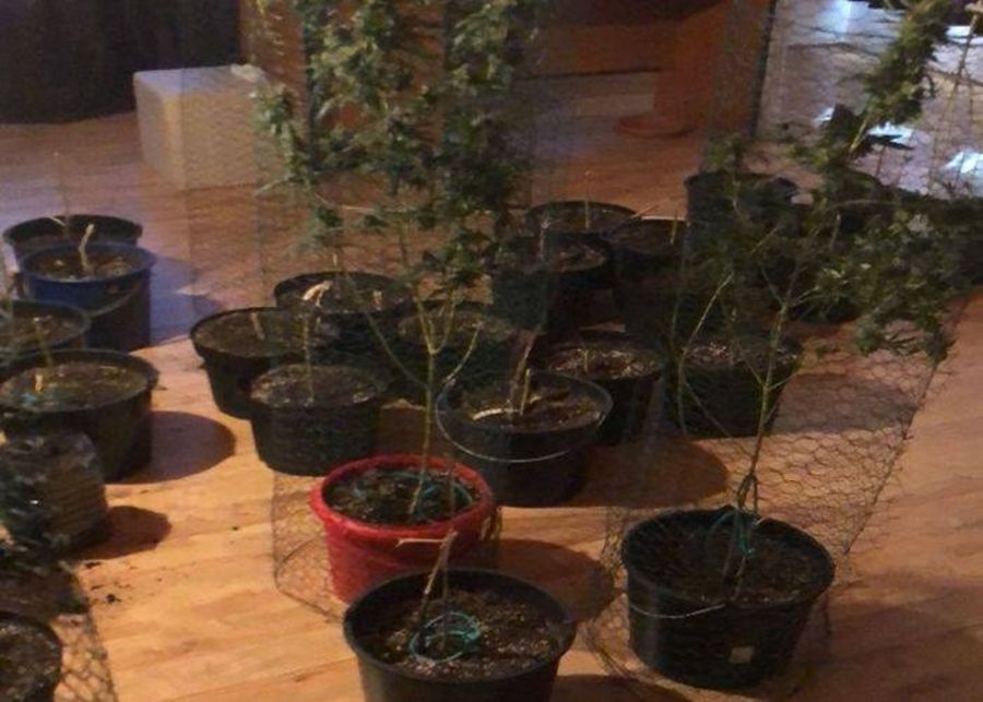 Cultura de cannabis găsită de polițiști în mansarda unei case din Timișoara