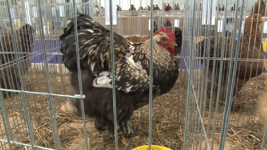 Păsări campioane și două specii create la Timișoara într-o expoziție cu mai mult de un secol de tradiție