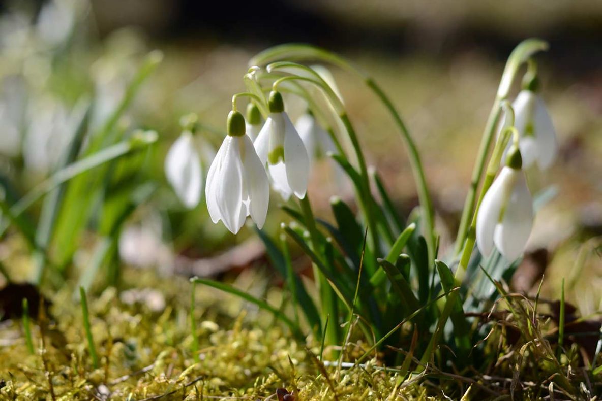 Weekend de primăvară în vestul țării. Cât mai ține vremea frumoasă