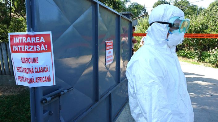 Cadavru de porc aruncat pe camp, după confirmarea prezenței pestei porcine africane