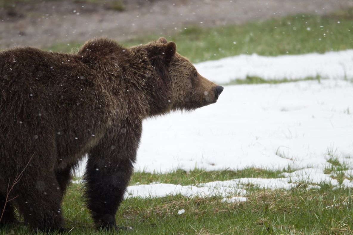 2 februarie, Ziua Ursului. Se așteaptă vești de la Grădina Zoologică