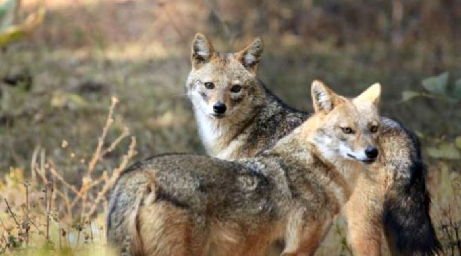 Atac al șacalilor într-o localitate din Timiș