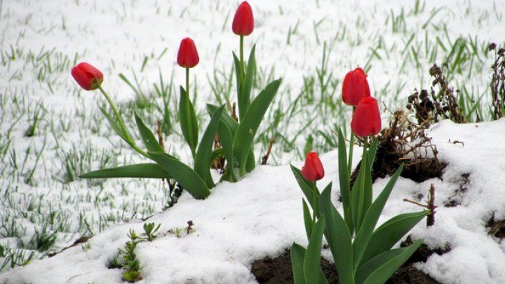 Primăvară capricioasă. Frigul se întoarce