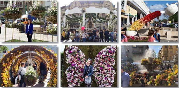 Start la ediția a cincea a Timfloralis. Trei piete din Timișoara împodobite cu sute de mii de flori colorate