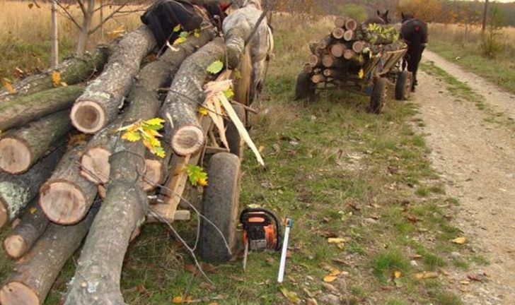 Hoți de lemne prinși în flagrant de polițiști în Timiș