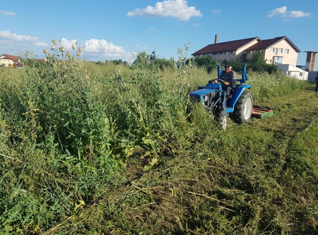 Începe campania națională pentru stârpirea ambroziei. La final de sezon!