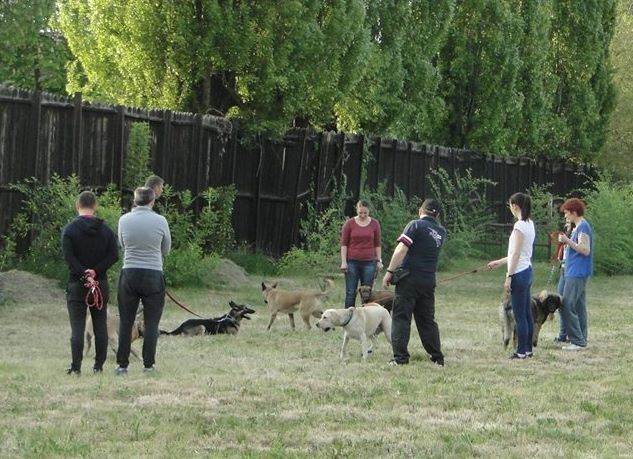 Dresajul câinilor prin joacă, prezentat la Timișoara de o faimoasă dresoare din Anglia