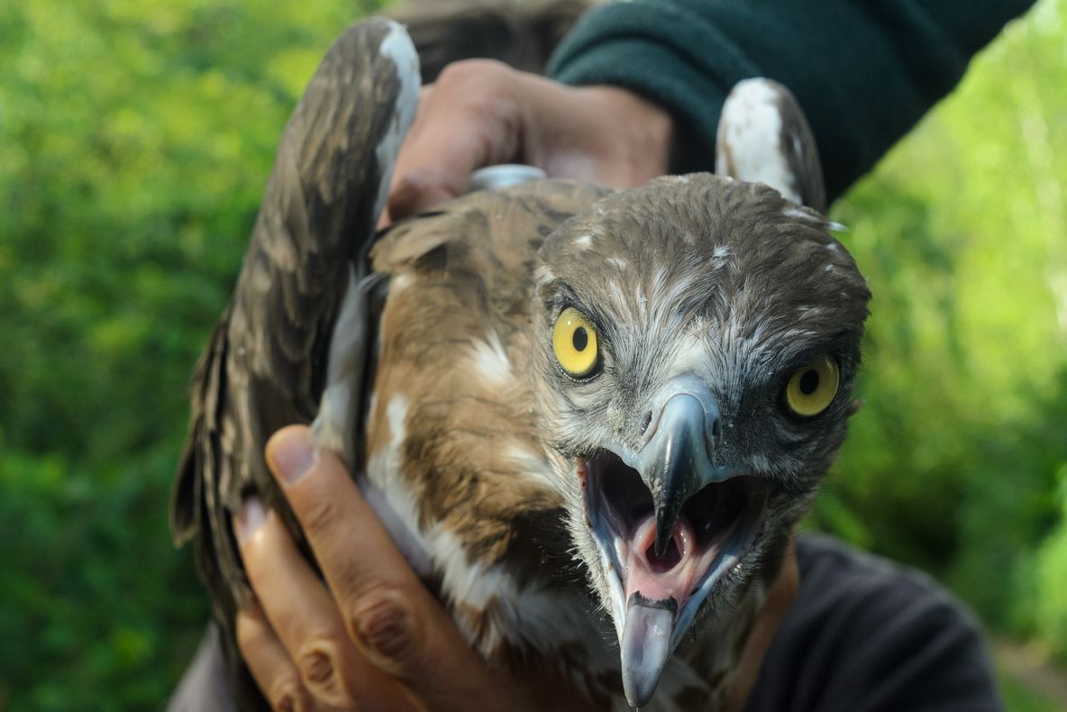 A supraviețuit războiului și traversării deșertului Sahara, dar a murit în Timiș