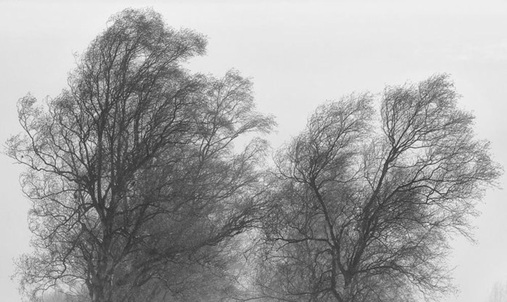 Cod galben în vestul țării. Ce preț are vremea bună