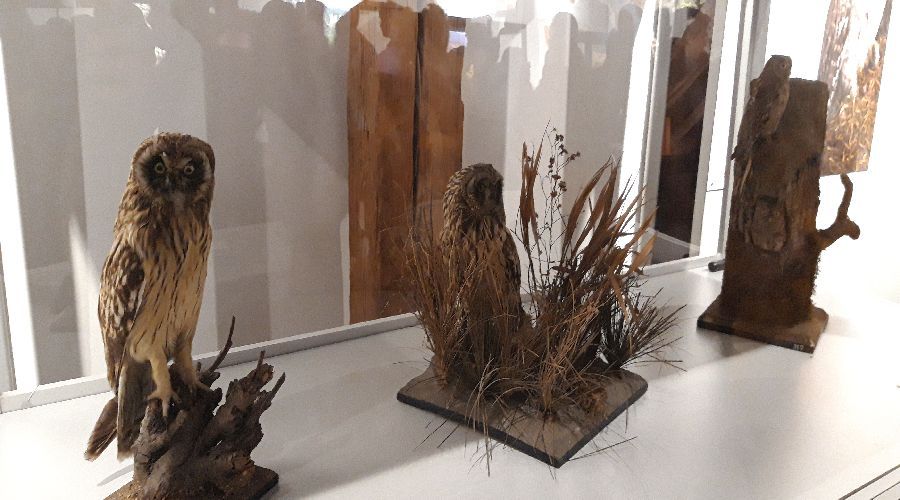 Expoziție de excepție în Bastionul Theresia din Timișoara. Păsări împăiate in urmă cu aproape 100 de ani și fluturi de noapte aduse în fața timișorenilor