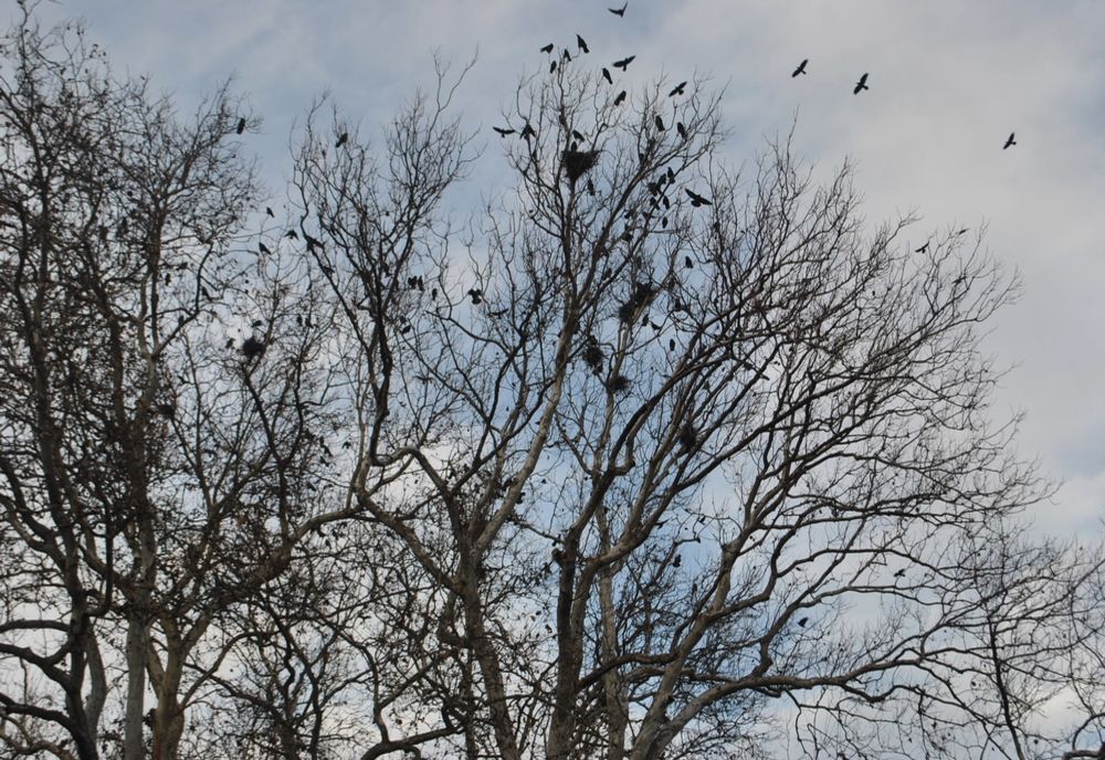 Primăria Timișoara montează lampioane în pomi împotriva ciorilor