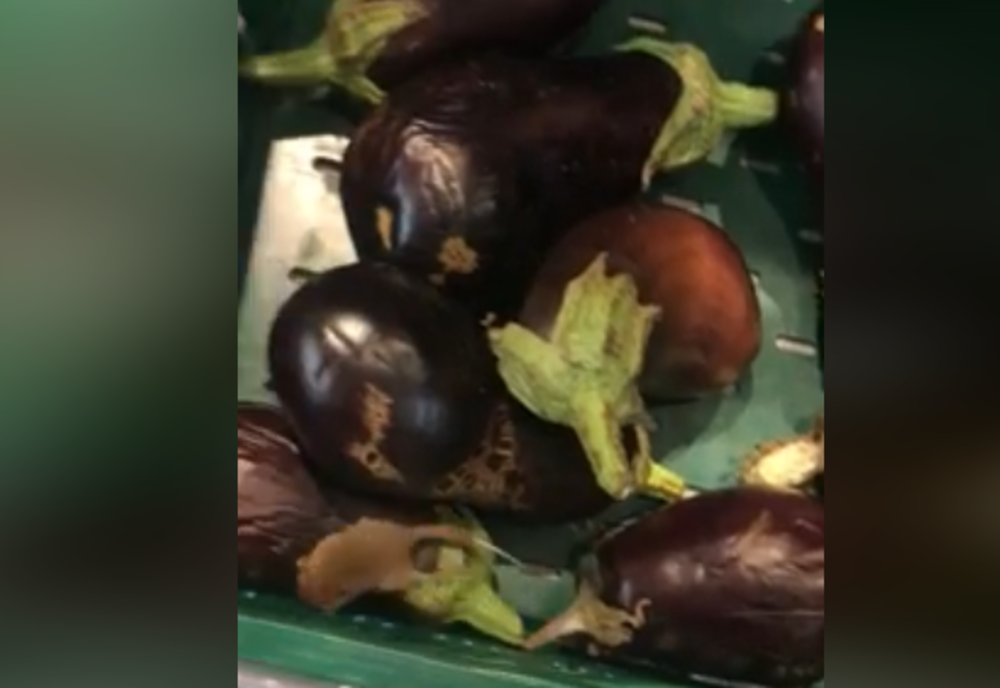 Șoricel surprins de clienții unui supermarket plimbându-se peste legumele scoase la vânzare