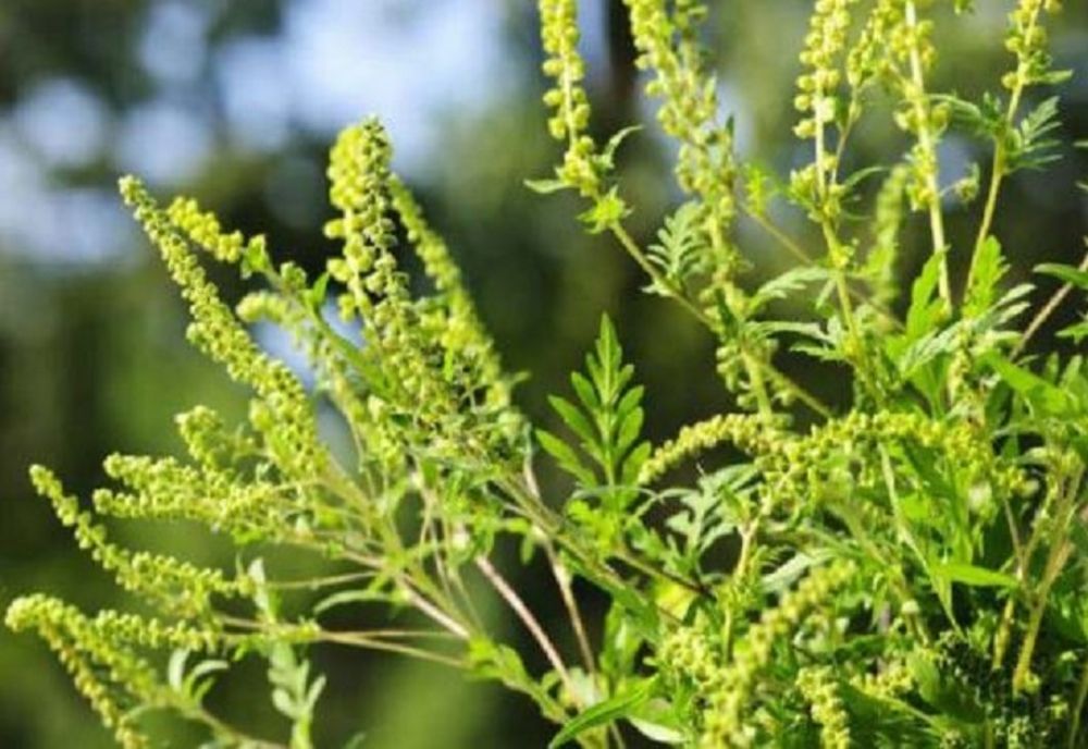 Vești bune pentru cei alergici la ambrozie: cercetătorii timișoreni au finalizat tehnoclogia vaccinului