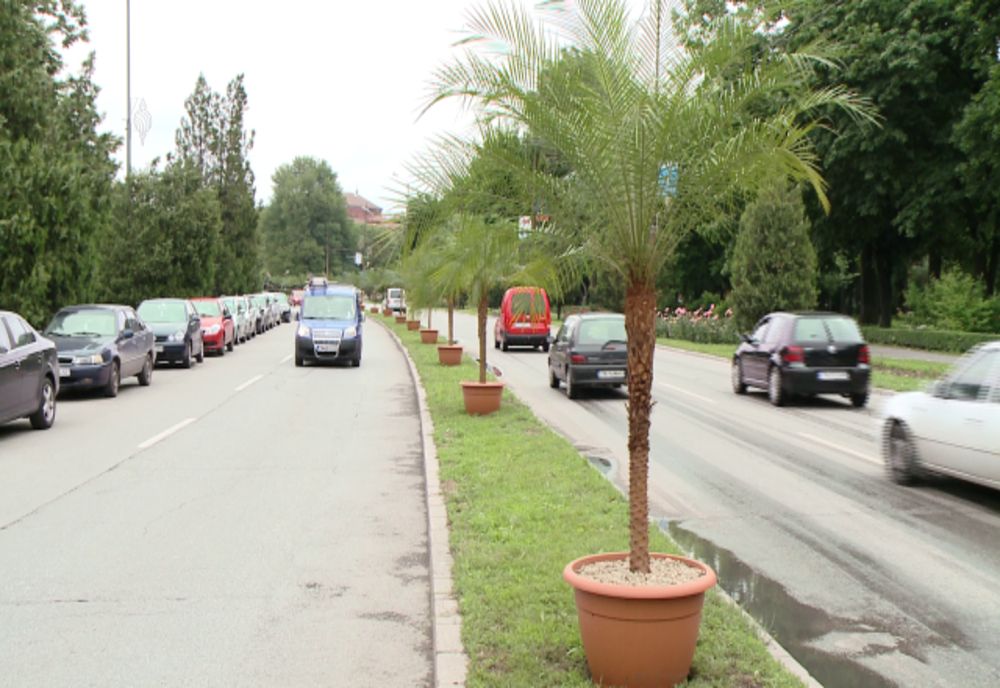 Palmierii nu se mai întorc în peisajul Timișoarei. Horticultura a început să îi vândă