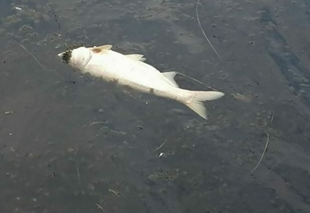  Peşti ''ameţiţi'' din cauza lipsei de oxigen după ploi, la ecluza de la Sânmihaiu Român