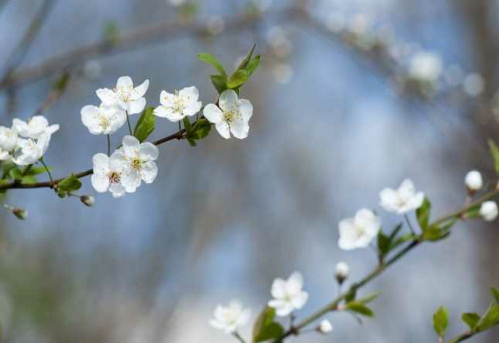 Vreme frumoasă, la început de săptămână în vestul țării