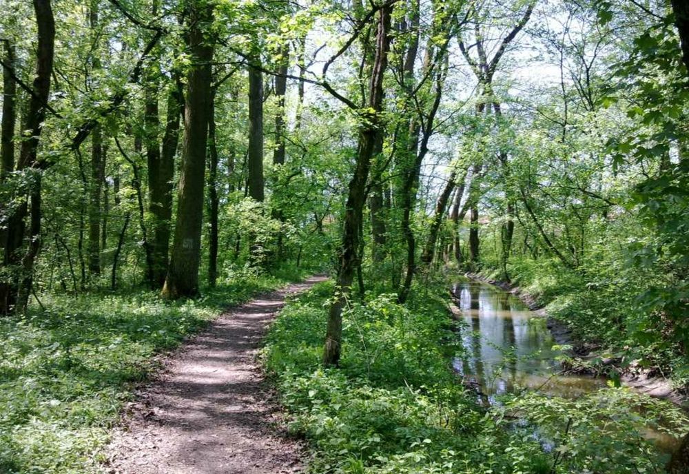 Ministerul Mediului a avizat transformarea Pădurii Verzi de lângă Timişoara în pădure-parc