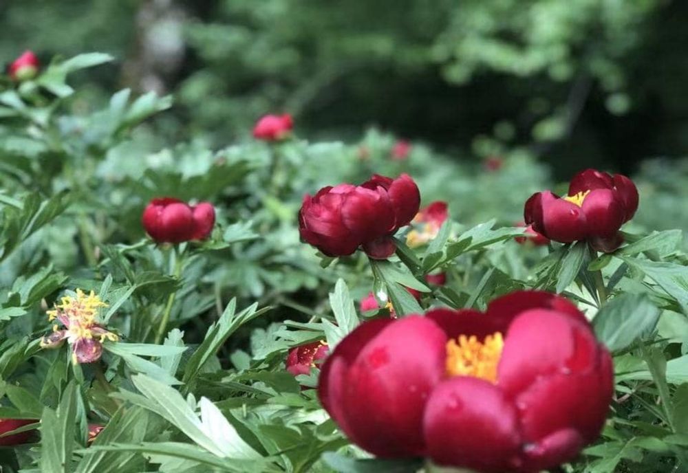 Bujorul a devenit floare națională. Legea, promulgată de președintele Iohannis