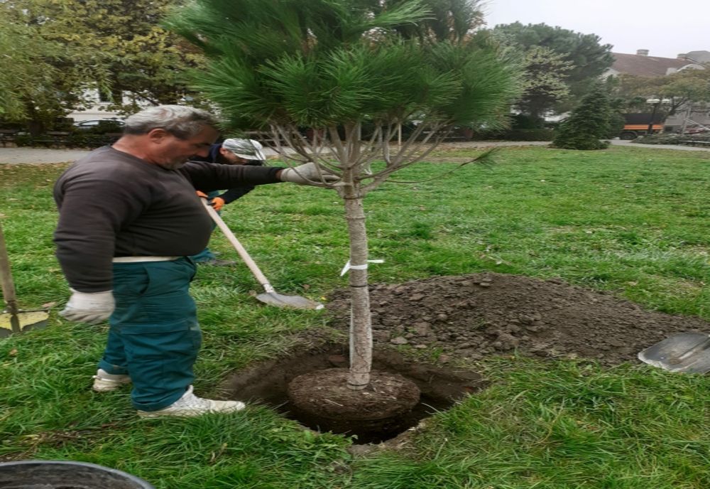 Adio, Palmișoara. Primarul vrea arbori mari în oraș, nu palmierii îndrăgiți de fostul edil