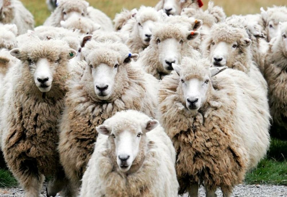 Oi moarte după ce o mașină a intrat în plin în turma care traversa șoseaua