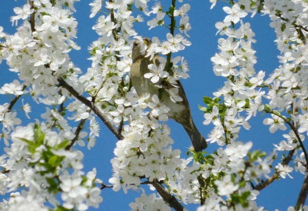 Vremea se încălzește, în vestul țării