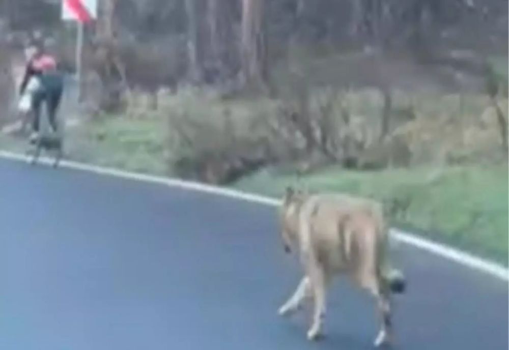 Biciclist urmărit de un lup, în Poiana Brașov. Ce spun specialiștii - VIDEO