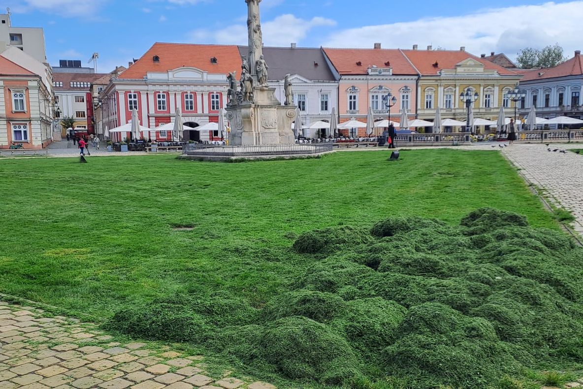 TIMIȘOARA: IARBA TĂIATĂ, DAR ABANDONATĂ ÎN PIAȚA UNIRII