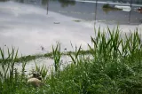 Cod galben de inundații în mai multe județe. Zonele cu risc de viituri - HARTĂ