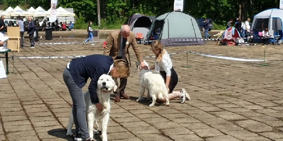 expozitie-caini (2)