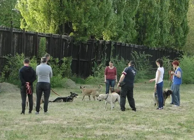 dog camp caine