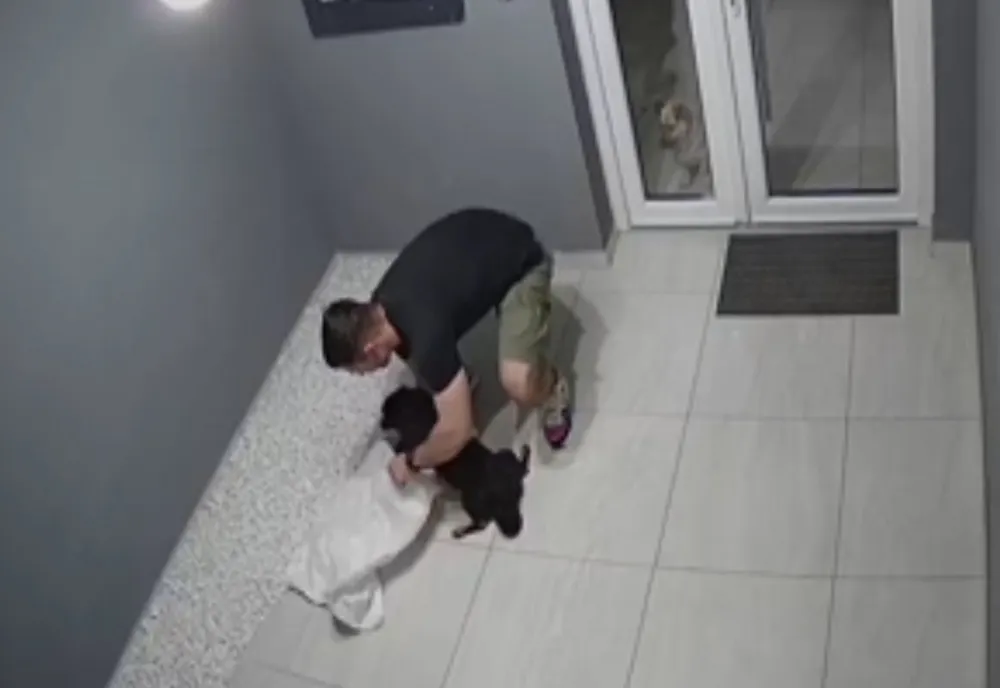 Incident halucinant în Timișoara. Un câine răpit și băgat într-un sac, în scara blocului.  Hoțul recunoaște că l-a luat, dar nu vrea să-l dea înapoi 