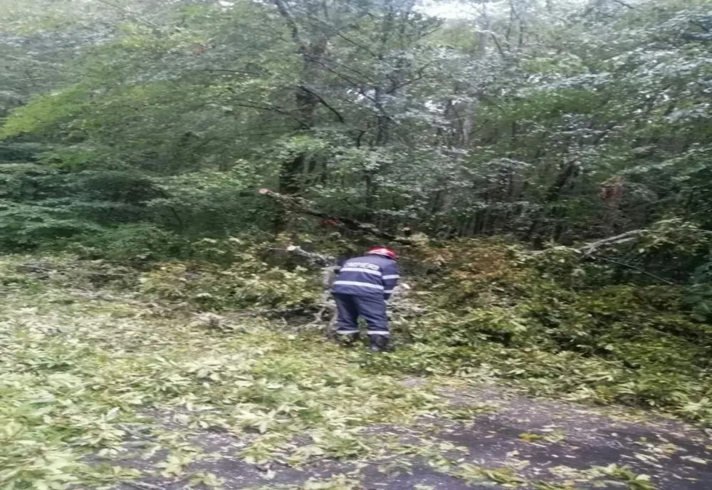 Copaci căzuți și curte inundată, după vijeliile din Timiș
