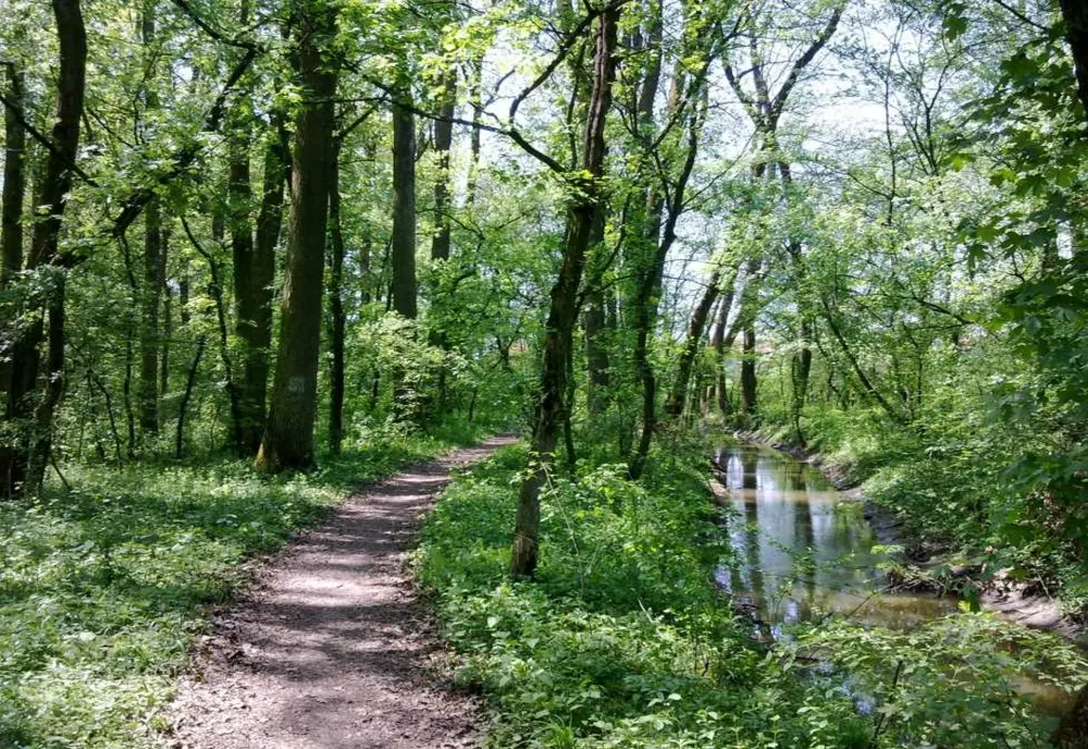 Ministerul Mediului a avizat transformarea Pădurii Verzi de lângă Timişoara în pădure-parc