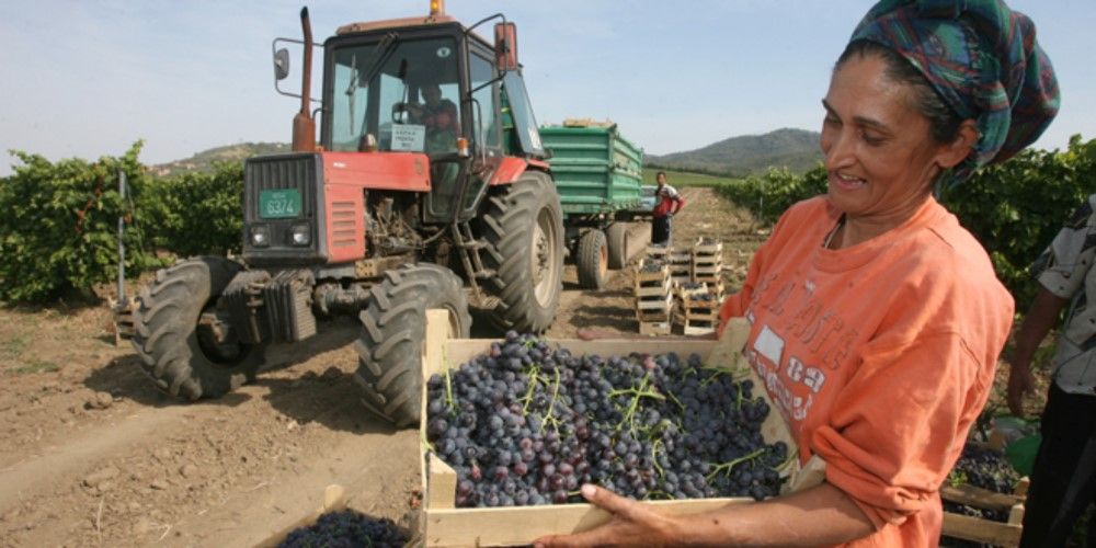festivalul strugurilor