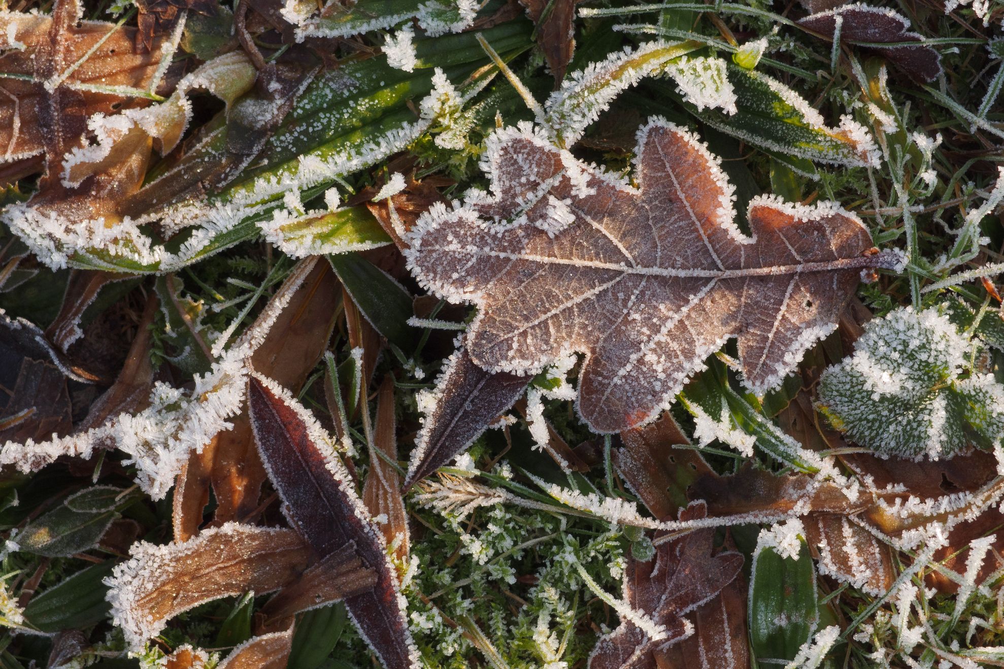 frozen leaves and grass