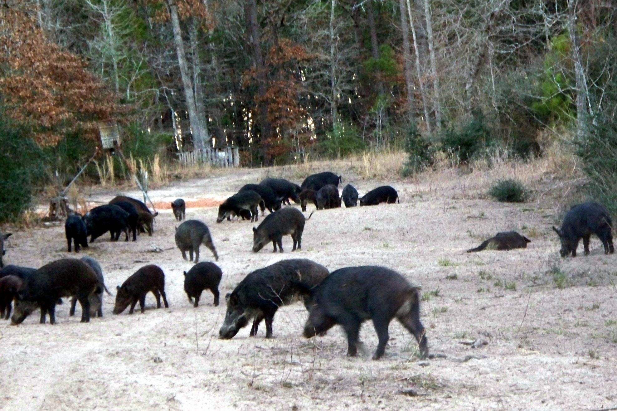 porci mistreti