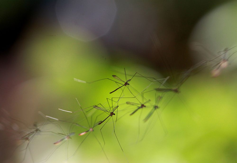 Timișorenii, terorizați de țânțari