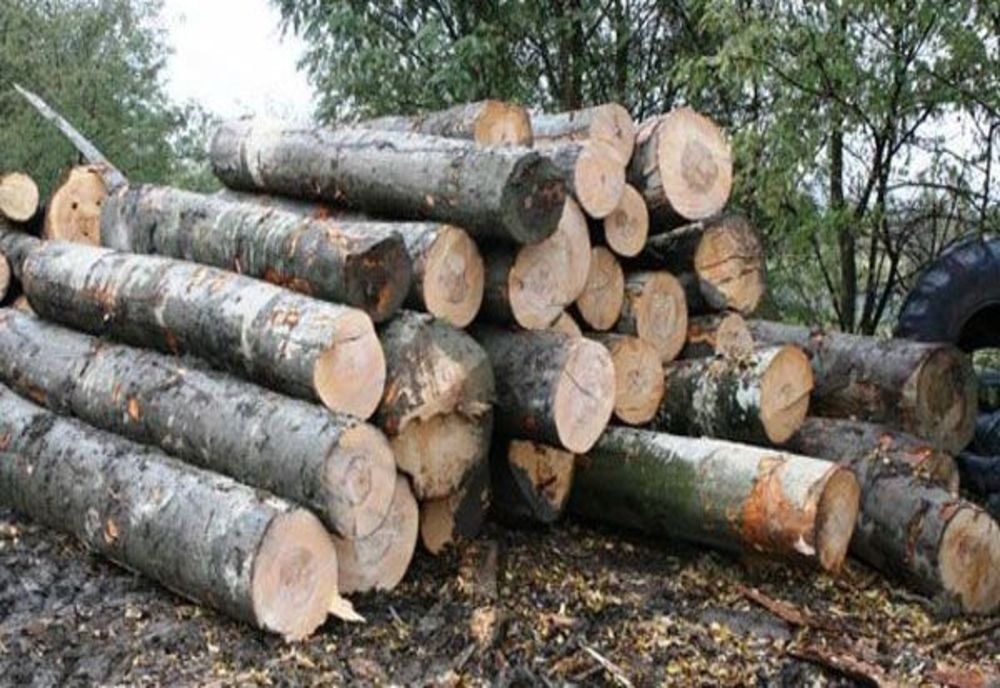 În ce județe s-au deschis cele mai multe dosare penale pentru tăieri ilegale de lemn?