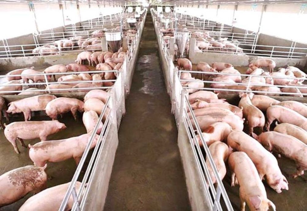 Aproape 25.000 de porci vor fi sacrificați,  după confirmarea unui focar de pestă porcină africană